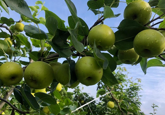 ​罗山：夏日炎炎 脆梨超甜