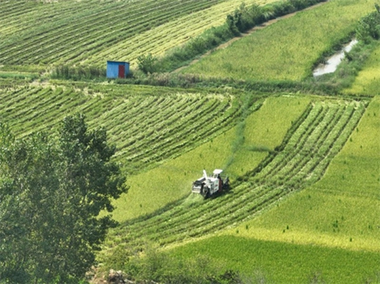 ​罗山：大力发展再生稻产业提高种粮收益