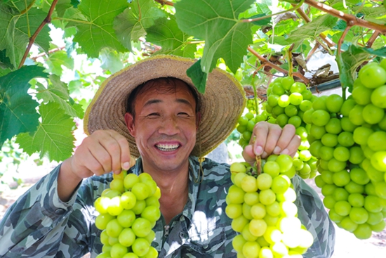 ​光山：葡萄喜获大丰收
