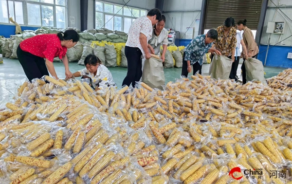 世界消息！正阳县：发展糯玉米产业 做好“土特产”文章